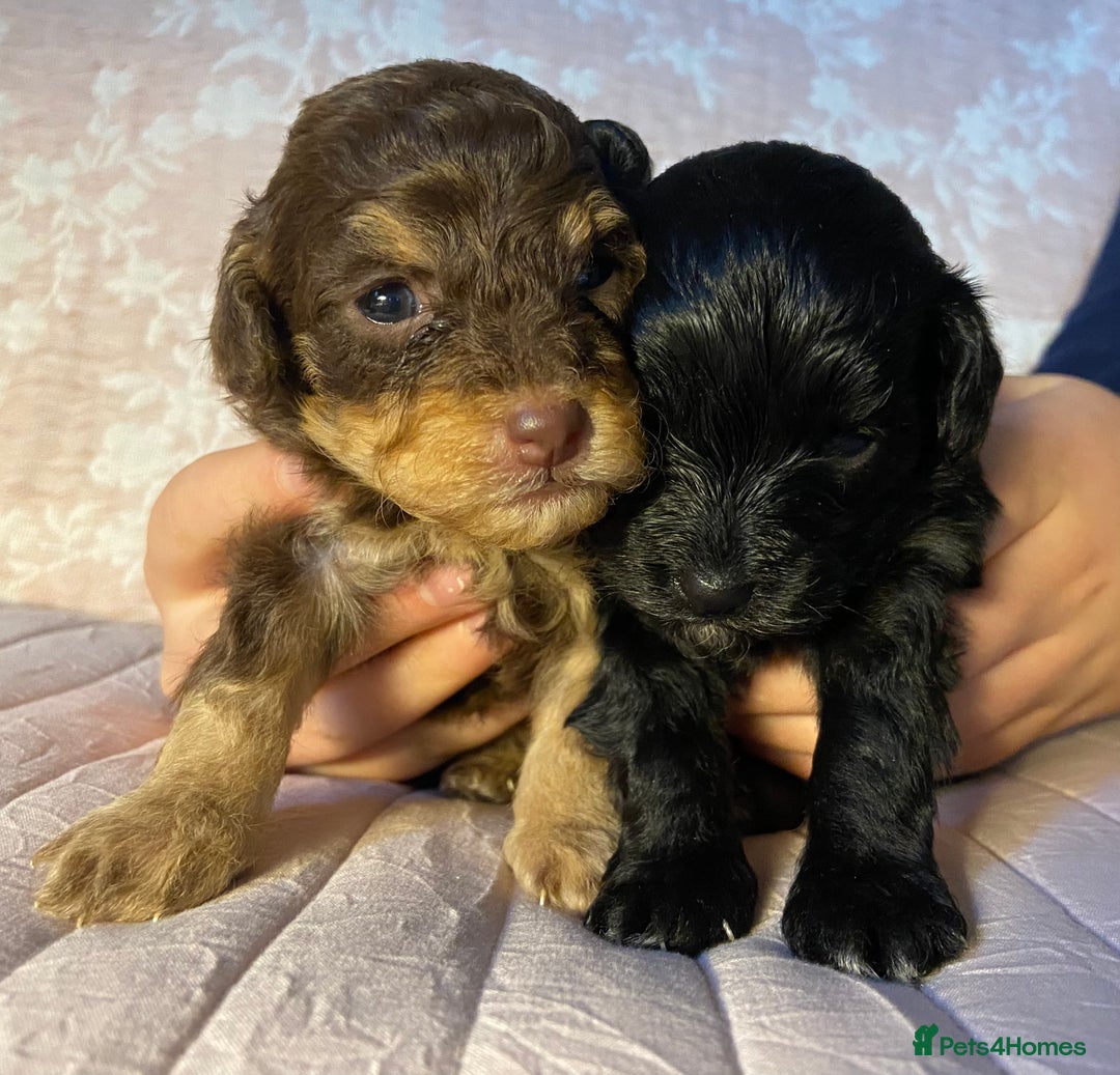 Maltipoo dogs for sale: Adorable F1b Maltipoos - Advert 10