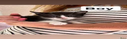 Mixed Breed cats for sale: 6 beautiful kittens for sale  - Advert 6
