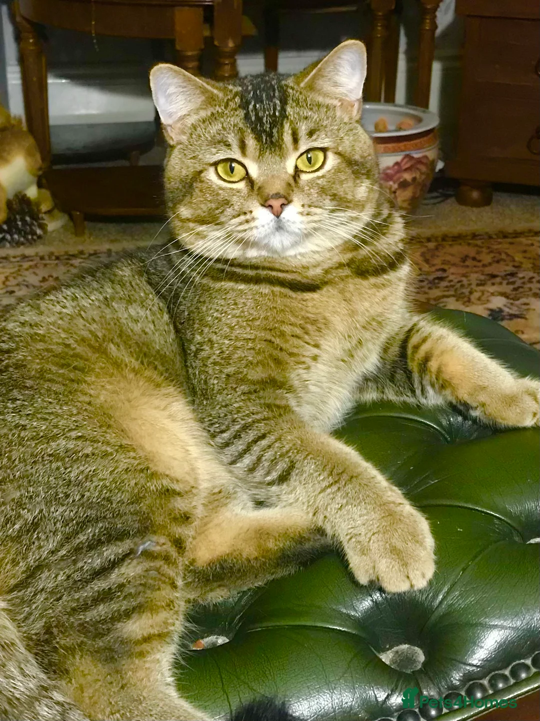 Scottish Fold cats for stud: Scottish Fold Black Gold for Stud - Advert 13