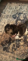 Shih Tzu dogs - Advert 3