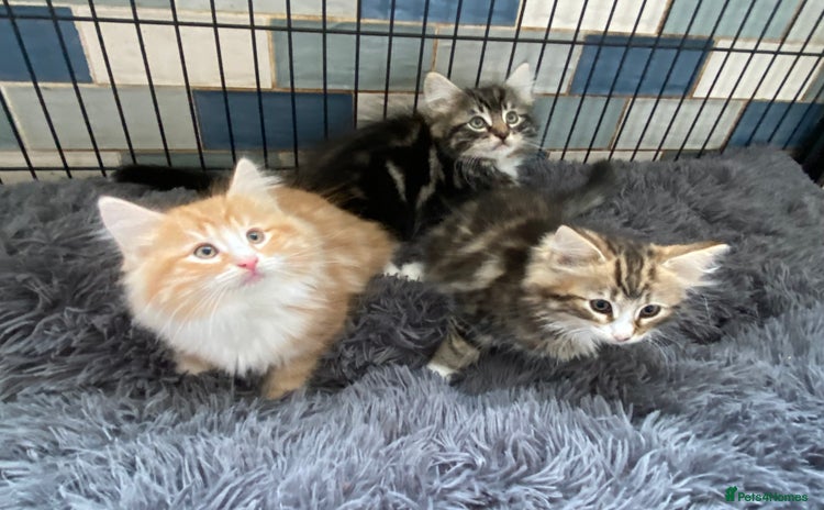Norwegian Forest Cat cats - Advert 1