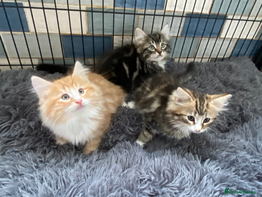 Norwegian Forest Cat cats for sale: 3 Norwegian Forrest Kittens - Image 1