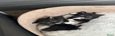 Black and white tuxedo male 