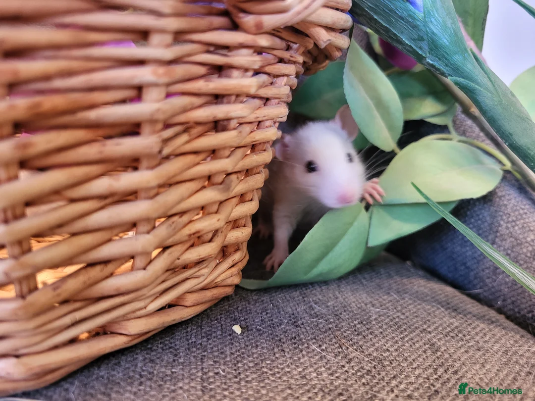 Rat rodents for sale: Stunning friendly fancy rats - Advert 5