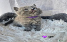 British Shorthair cats for sale: A charming kitten will be available in December. - Image 16
