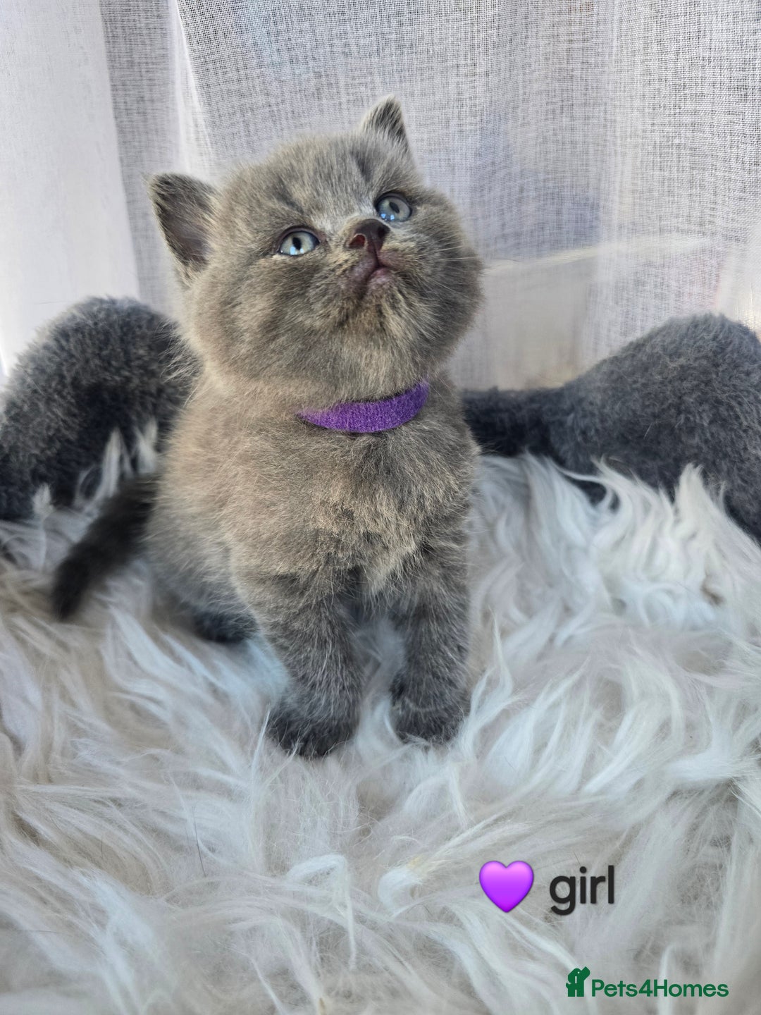 British Shorthair cats for sale: A charming kitten will be available in December. - Image 16