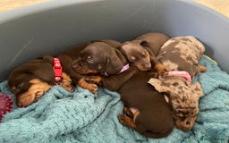 Miniature Dachshund dogs for sale: Miniature Dachshunds - Image 13
