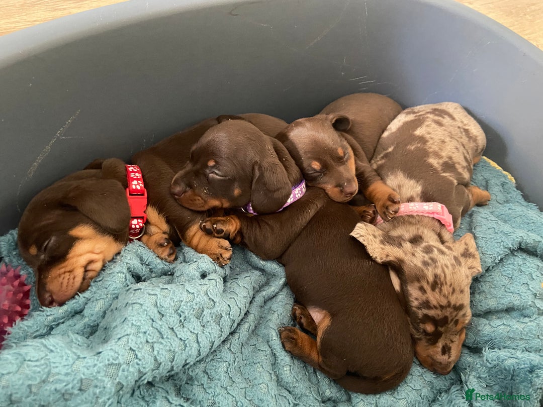 Miniature Dachshund dogs for sale: Miniature Dachshunds - Image 13