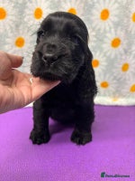 Cocker Spaniel dogs - Advert 1