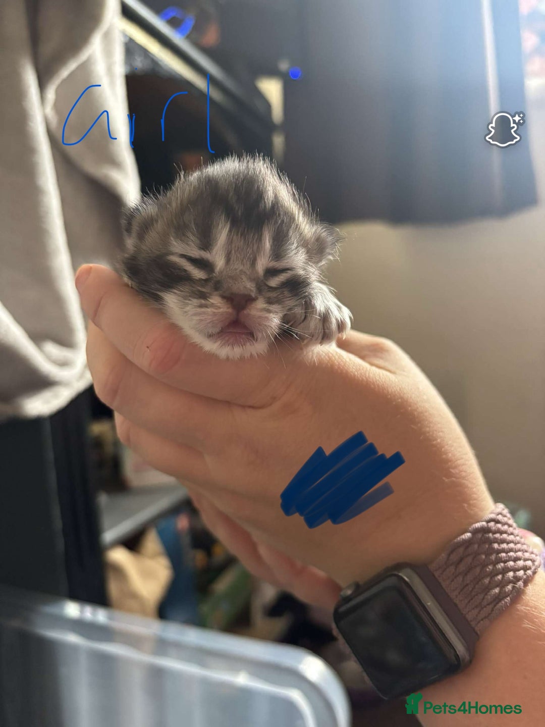 Maine Coon cats for sale: Maine coon cross  - Image 22