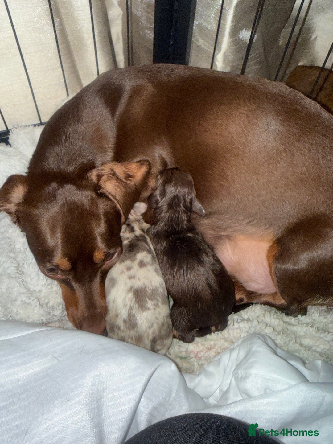 Miniature Dachshund dogs for sale: Beautiful Miniature Dachshund Puppies - Advert 8