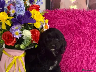 Cockapoo dogs 1 girl gorgeous dna clear f1 Cockerpoo puppies - Advert 1