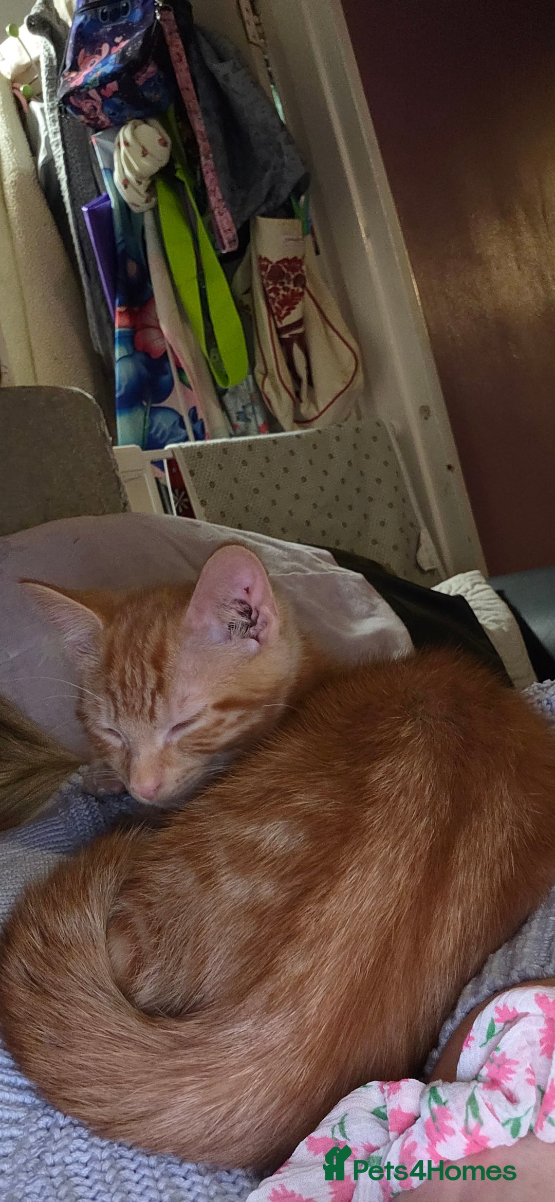 Mixed Breed cats for sale: Loving new home wanted  - Advert 2
