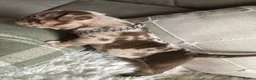 American Bully dogs for sale: American bull , pocket class  in Telford - Advert 8