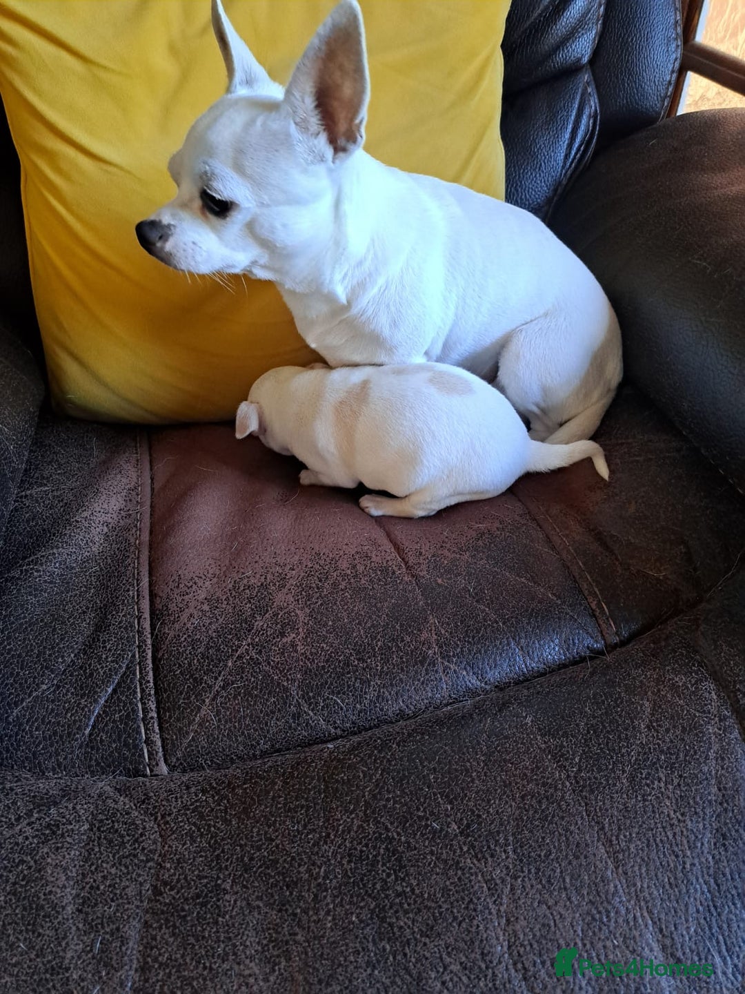Chihuahua dogs for sale: Chihuahua puppy boy  - Image 5