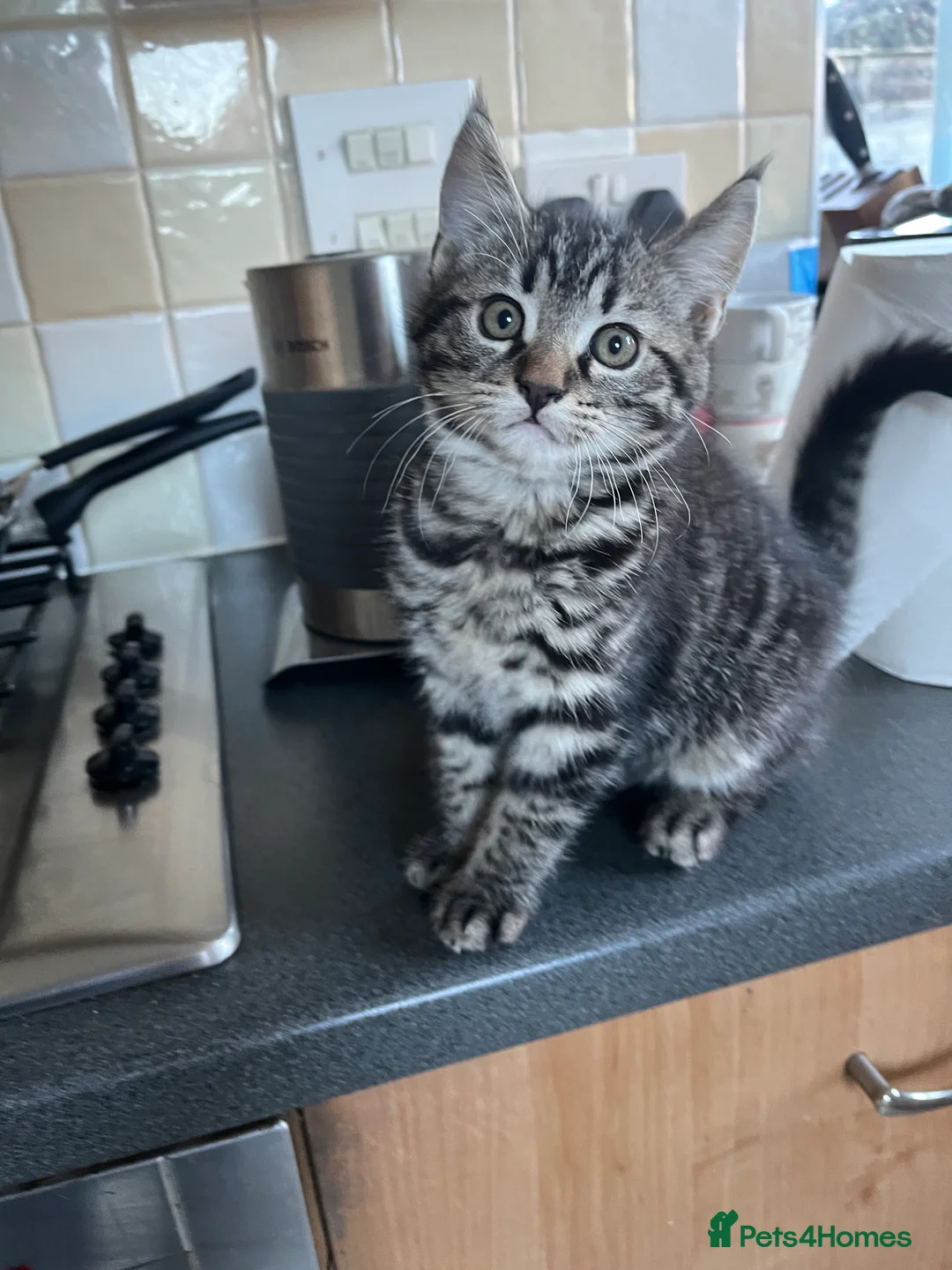 Mixed Breed cats for sale: 4 x Beautiful Playful Kittens Ready NOW - Advert 12