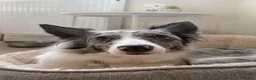 Border Collie dogs for sale: Border Collie Skye (READ DESCRIPTION) - Advert 4