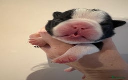 Boston Terrier dogs for sale: Stunning litter Kc reg Boston terriers  - Image 17