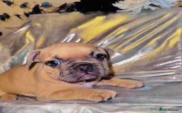 French Bulldog dogs for sale: French Bulldogs  - Image 2
