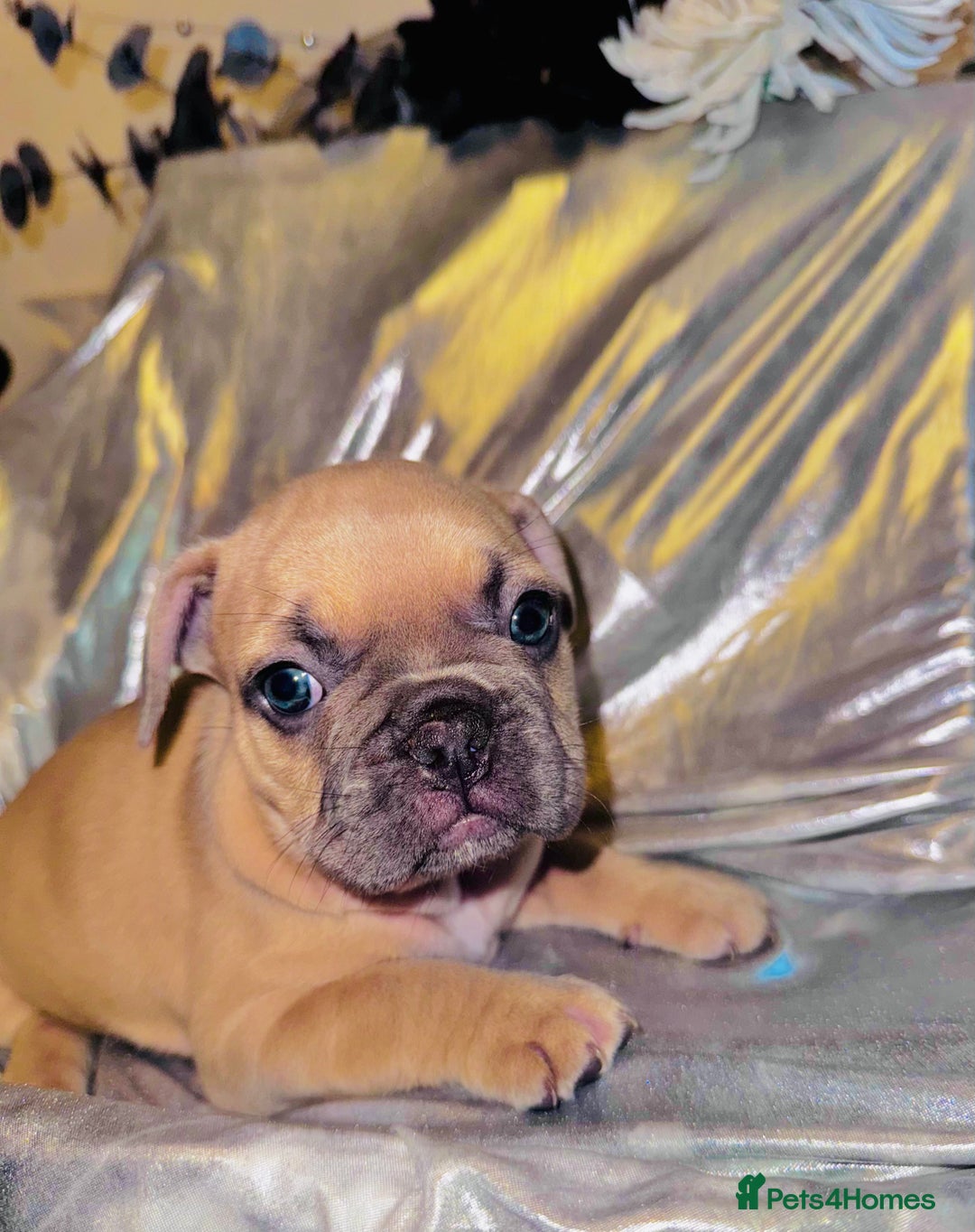 French Bulldog dogs for sale: French Bulldogs  - Image 2
