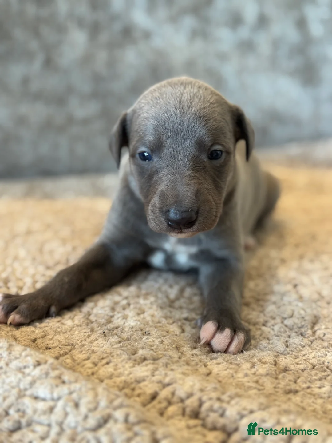 Whippet dogs for sale: KC REGISTERED BLUE SHOW TYPE WHIPPETS - Advert 2