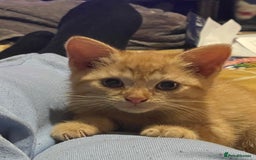 Mixed Breed cats for sale: 7 kittens for sale , all 6 months old  - Image 7