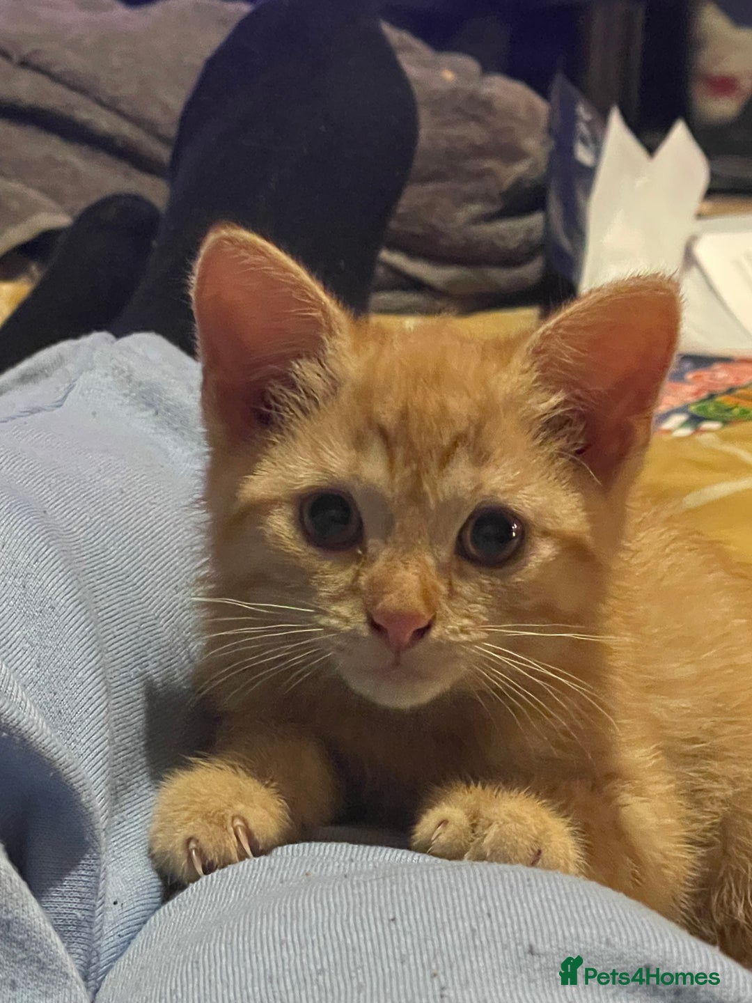 Mixed Breed cats for sale: 7 kittens for sale , all 6 months old  - Image 7