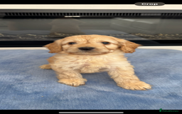 Cockapoo dogs for sale: F1 Cockapoos - Image 8