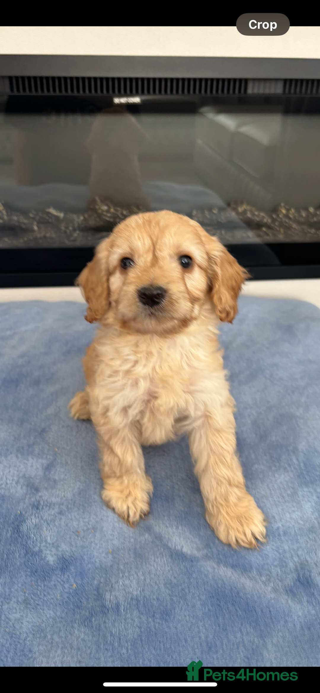 Cockapoo dogs for sale: F1 Cockapoos - Image 8