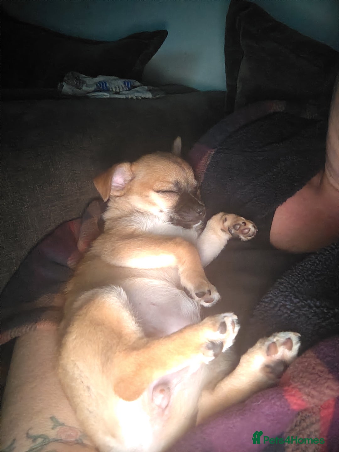 Pomchi dogs for sale: Pomchi girl phoebe  - Advert 9