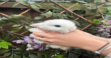 Mini Lop rabbits Mini Lop/Rex Bunnies ❄️  - Advert 6