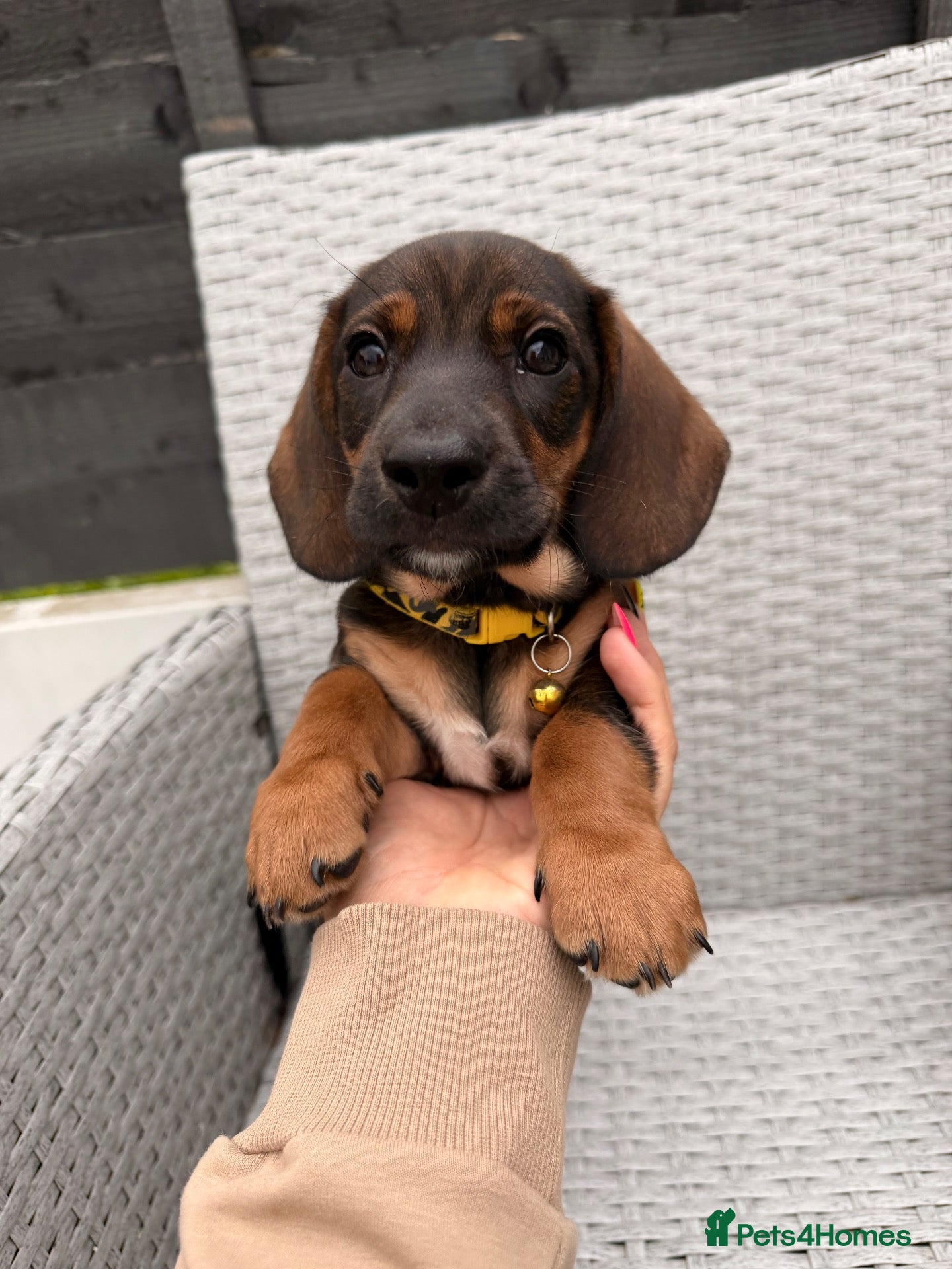 Dachshund dogs Ready now-2 Outstanding boy available💙🐶💚 - Advert 2
