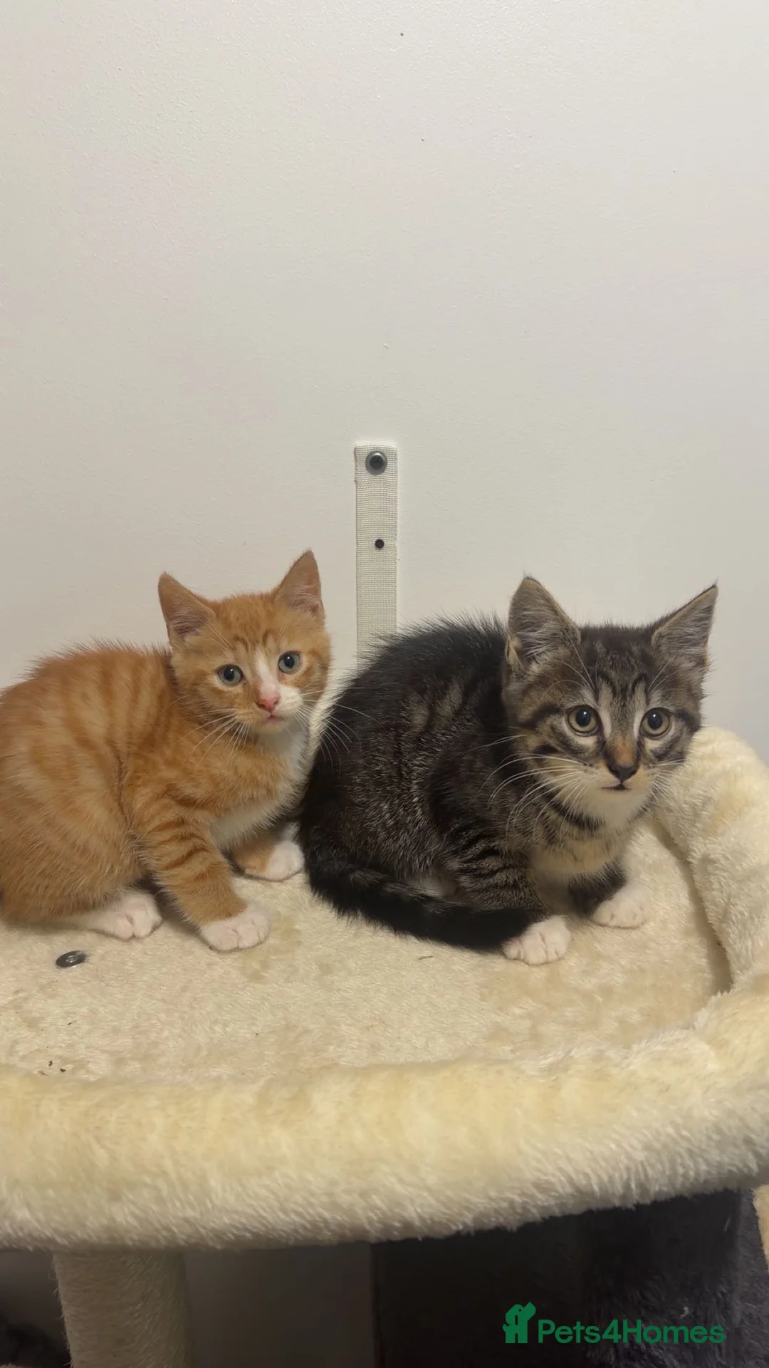 Mixed Breed cats for sale: Last remaining Kitten from litter - Tabby Boy - Advert 2