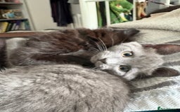 Mixed Breed cats for sale: Four Gorgeous Kittens Looking For Their Hoomans - Image 19
