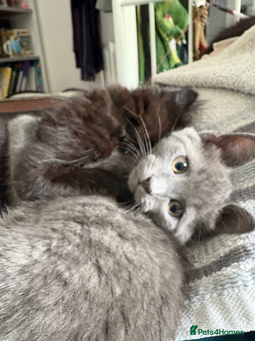 Mixed Breed cats for sale: Four Gorgeous Kittens Looking For Their Hoomans - Image 19