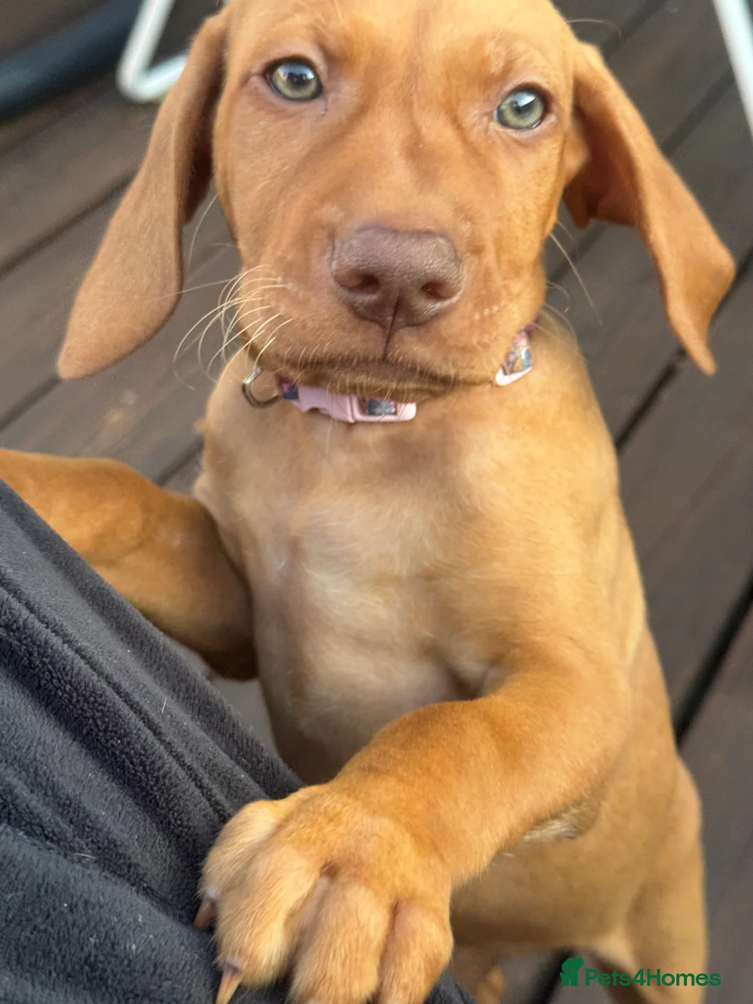 Hungarian Vizsla dogs for sale: KC Registered Hungarian Vizsla Puppies - Advert 5