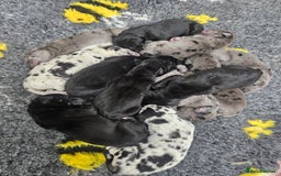 Great Dane dogs for sale: Great dane puppies  - Image 1