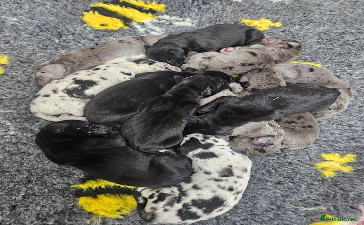 Great Dane dogs - Advert 1
