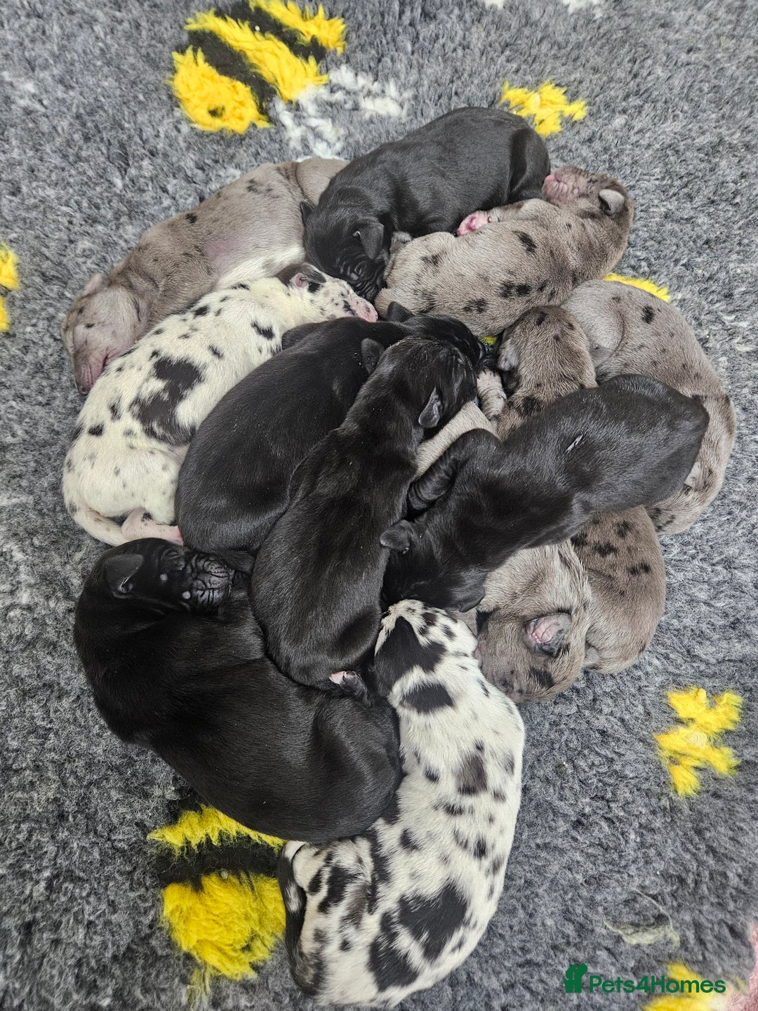 Great Dane dogs for sale: Great dane puppies  - Image 1