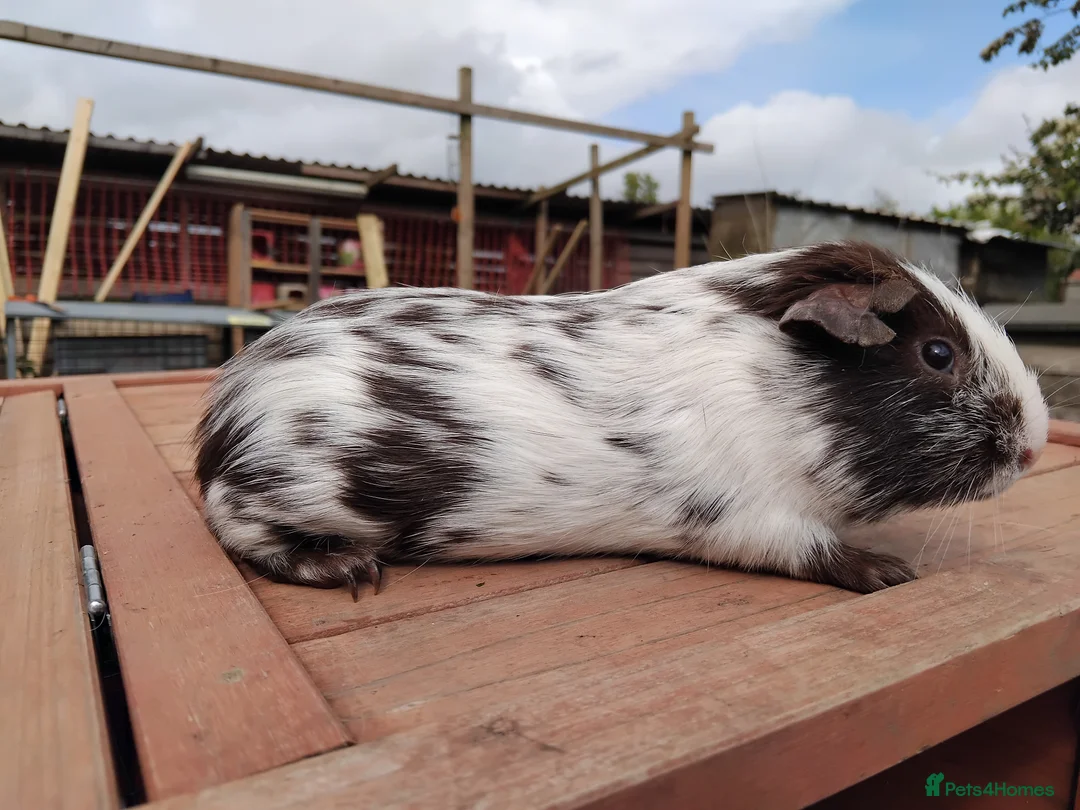 Guinea Pig rodents for sale: DE White Swiss and Chocolate Dalmation Boars. - Advert 3