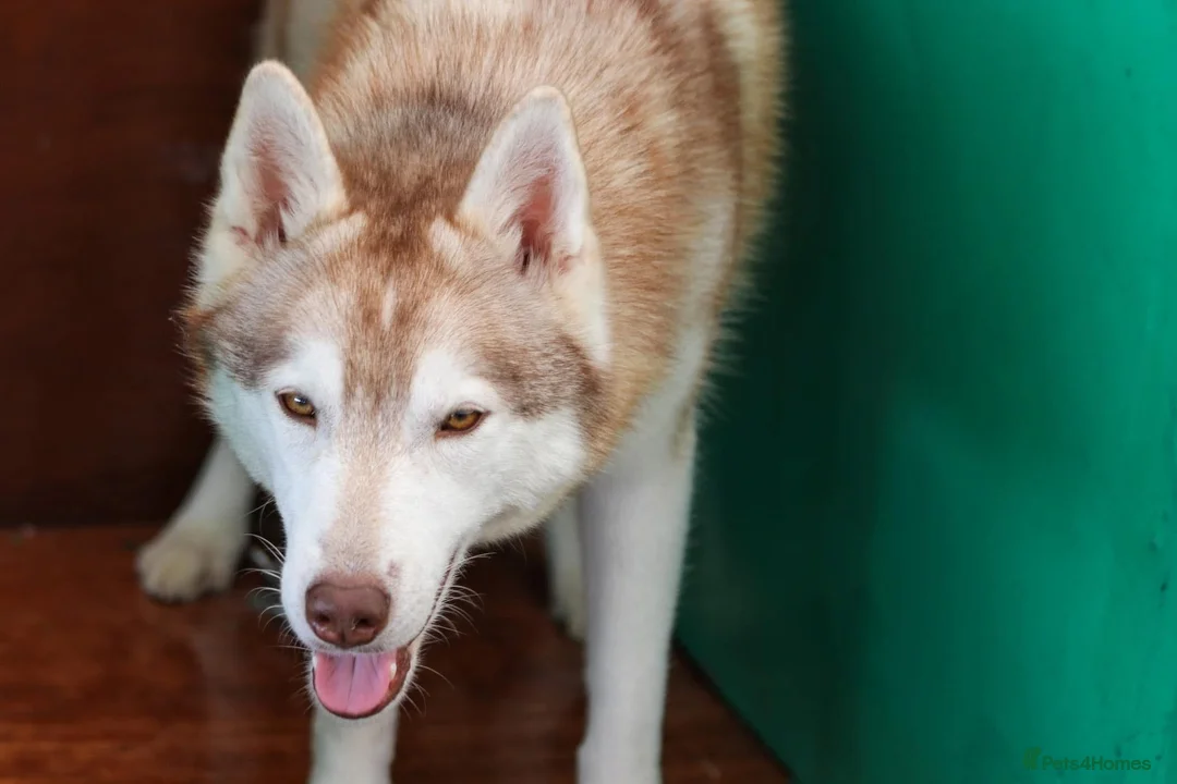 Siberian Husky dogs for sale: Jack and Spice  - Advert 2