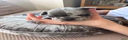 French Bulldog dogs for sale: French Bulldog Puppies - Advert 26