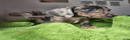 Dachshund dogs for sale: Miniture Dashshunds READY TO RESERVE - Advert 34