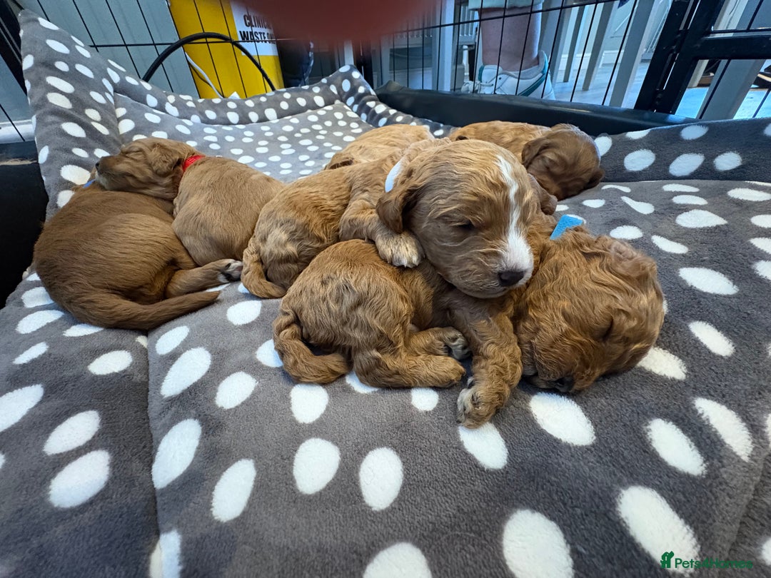 Cavapoo dogs for sale: Adorable Toy Cavapoo puppies ready on 3rd November - Image 13