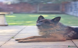 German Shepherd dogs for sale: Tyson - KC registered German shepherd  - Image 3