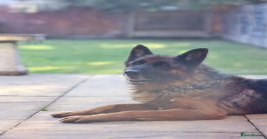 German Shepherd dogs - Advert 12