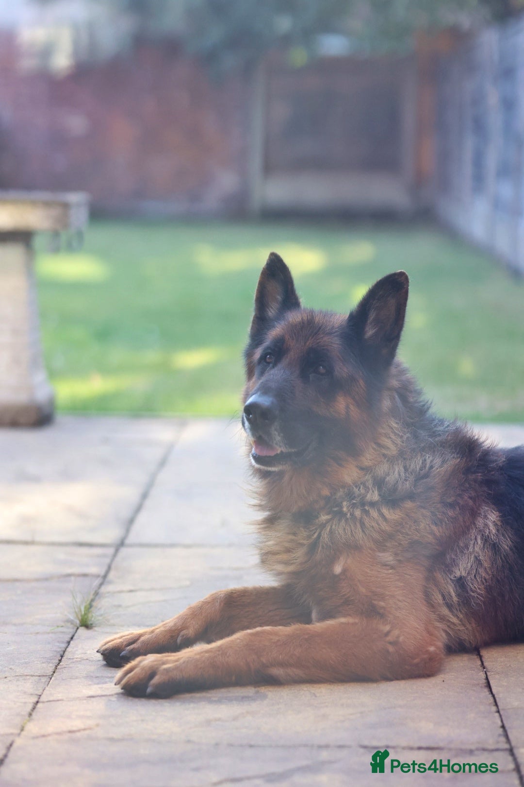 German Shepherd dogs for sale: Tyson - KC registered German shepherd  - Image 3