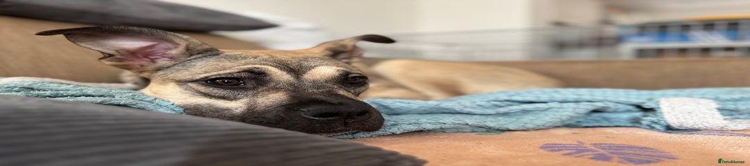 Presa Canario Female - Stitch