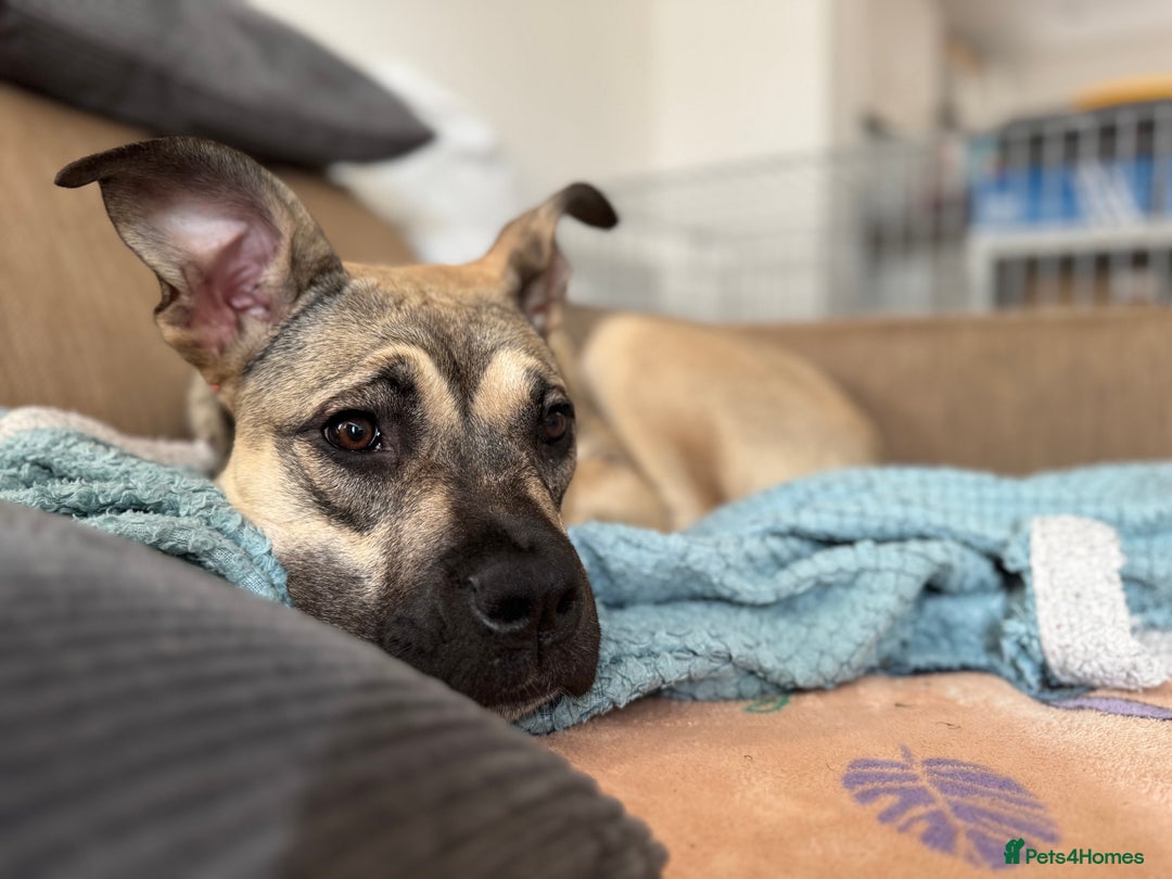 Presa Canario dogs for sale: Female Presa Canario - Image 1