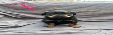 Rottweiler 3